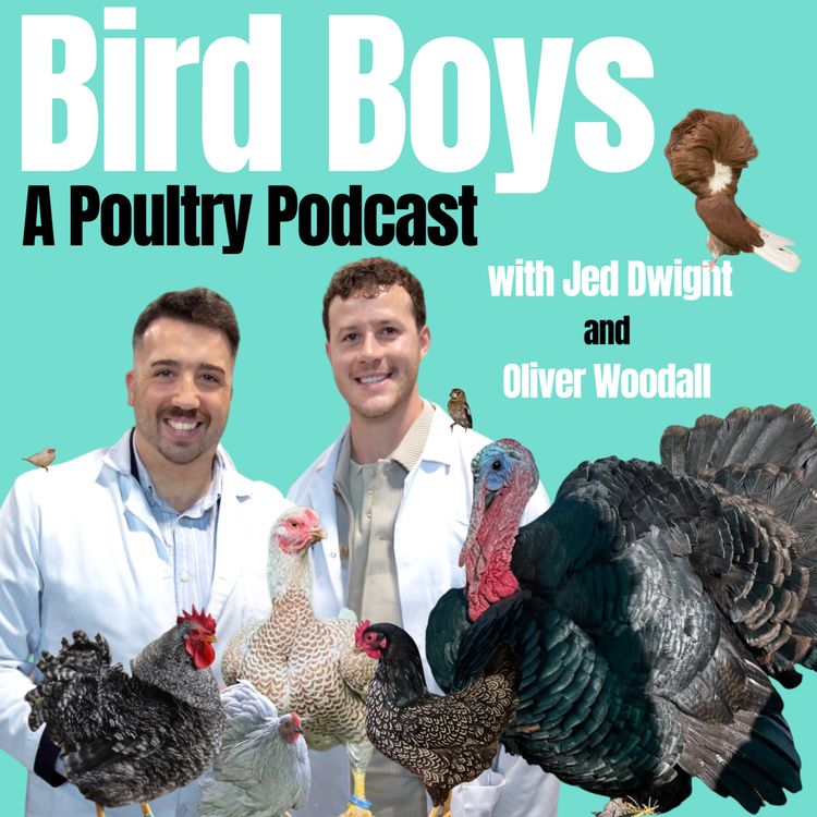 cover art for The one where Jed & Ollie assess YOUR birds! 
