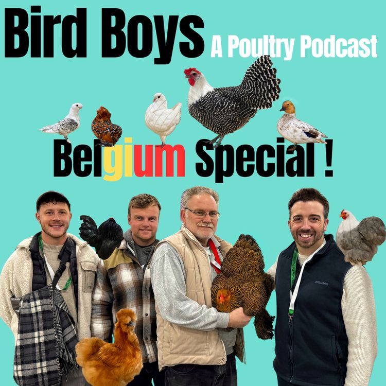 cover art for BirdBoys Back on Tour: Belgium! 