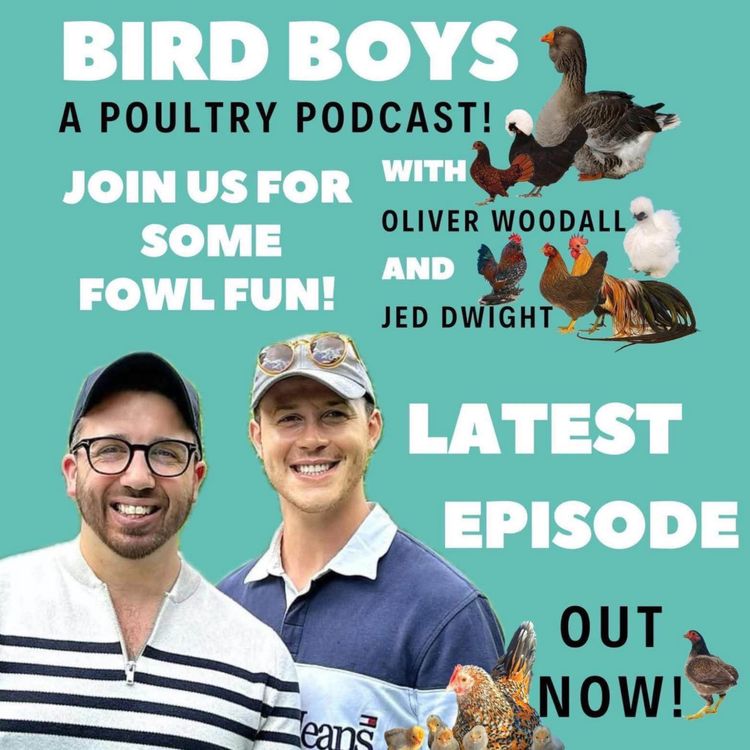 cover art for Chicken Chat, and get that rat!