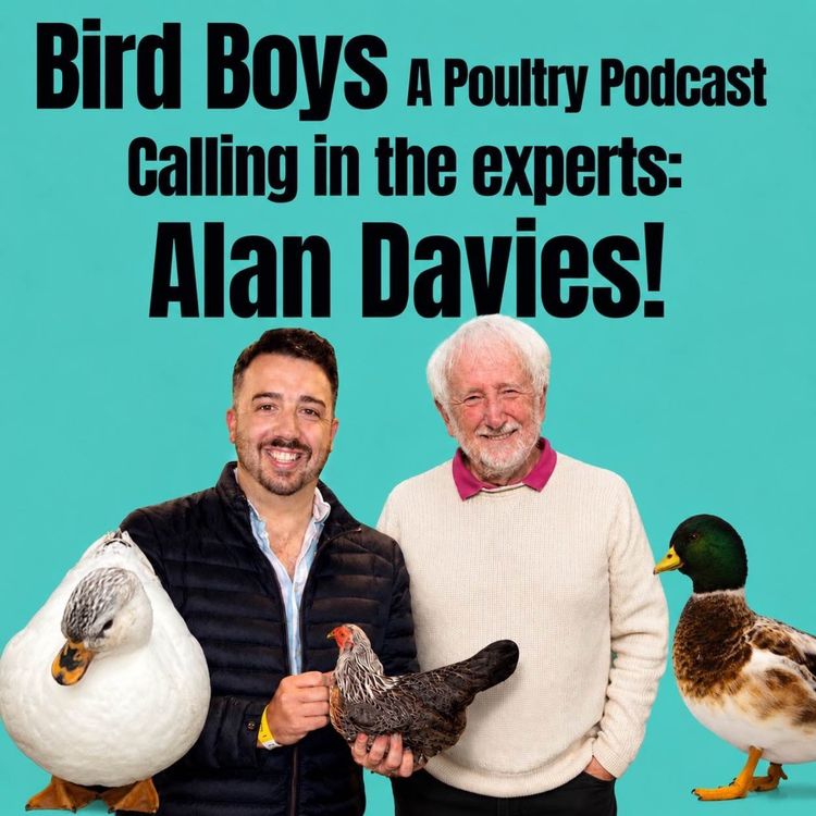 cover art for Calling in the experts: Alan Davies