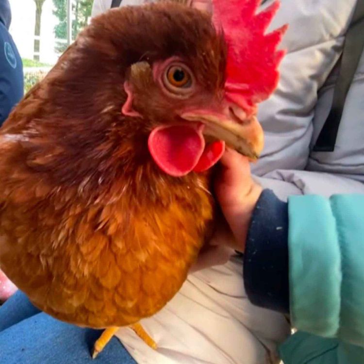 cover art for Naturama installe des poulaillers en crèches