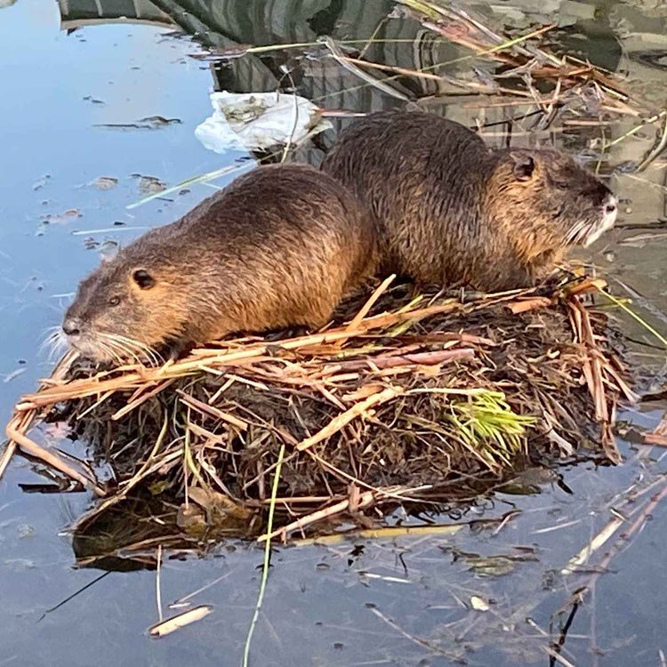 cover art for Que faire des ragondins du jardin Ouagadougou à Lyon ?