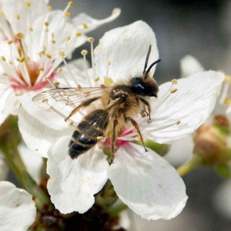 cover art for Protéger les pollinisateurs, ça commence dans votre jardin...