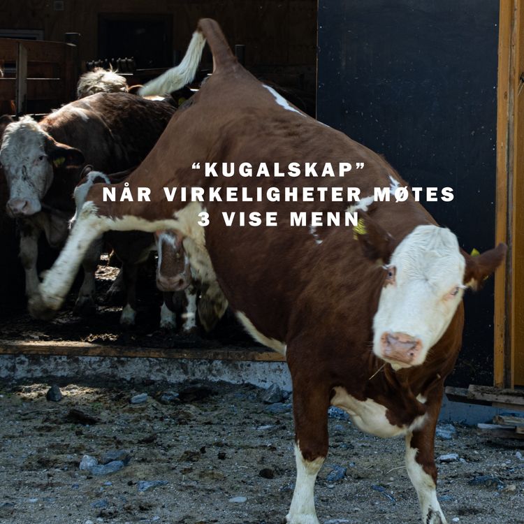 cover art for "Kugalskap" Når forskjellige virkeligheter møtes