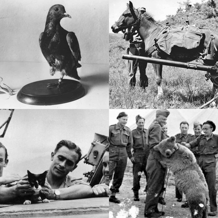 cover art for Episode 337: Famous Wartime Animals