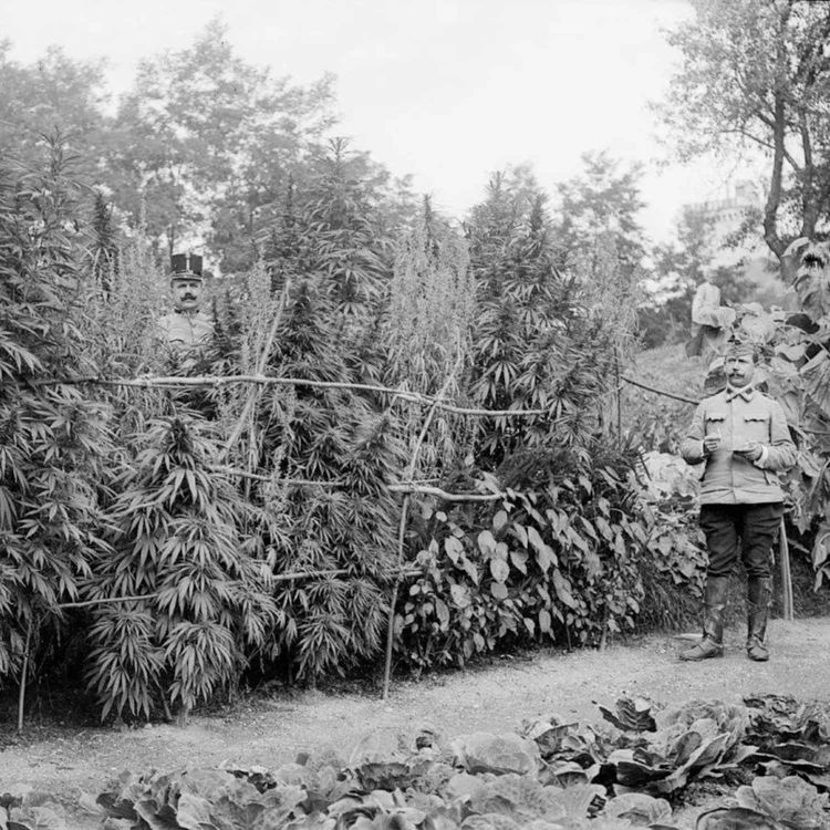 cover art for Episode 420: The History of Cannabis