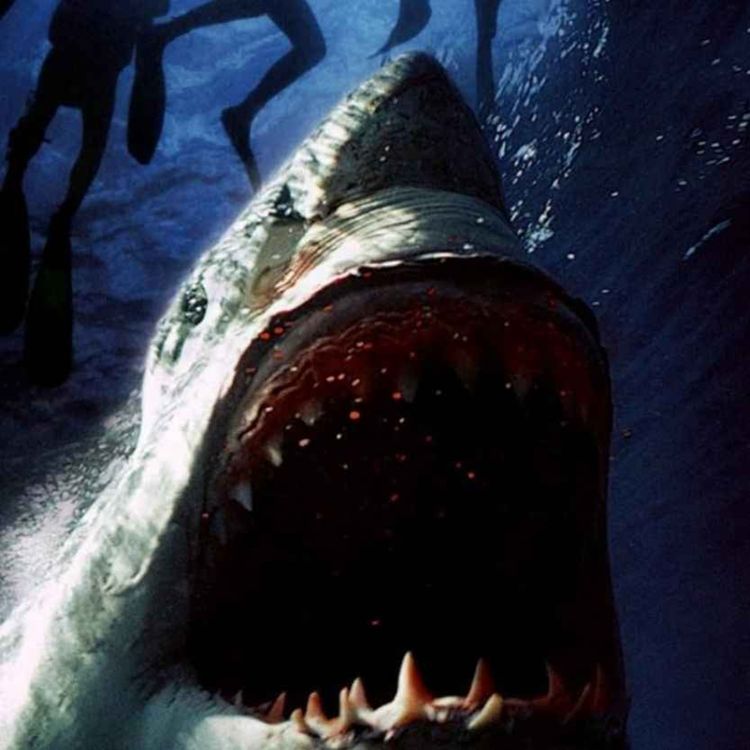 cover art for Raging Sharks (2005)
