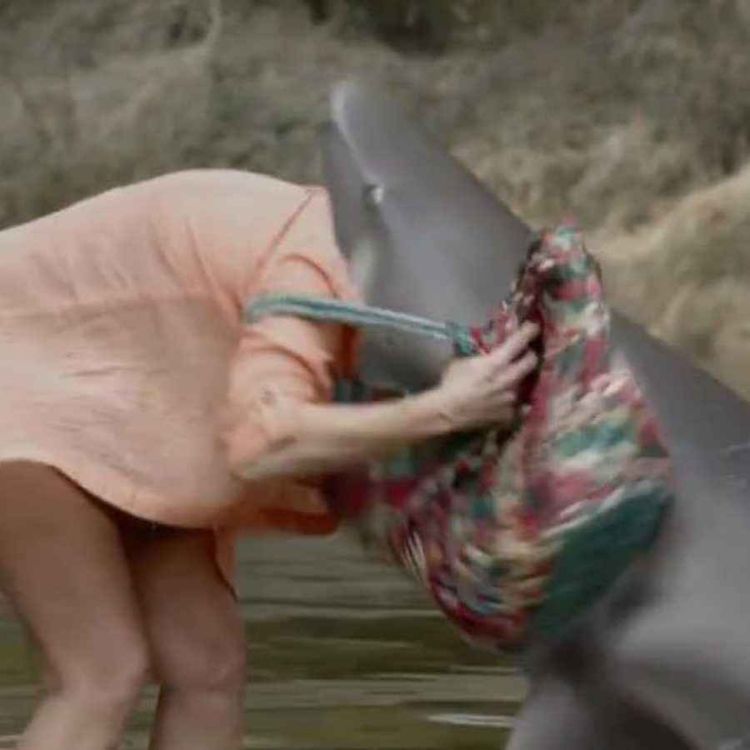 cover art for Ozark Sharks (2016)