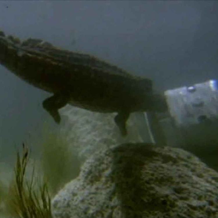 cover art for The Great Alligator (1979)