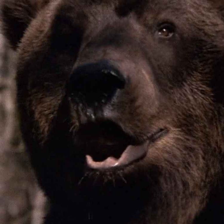 cover art for Grizzly (1976)