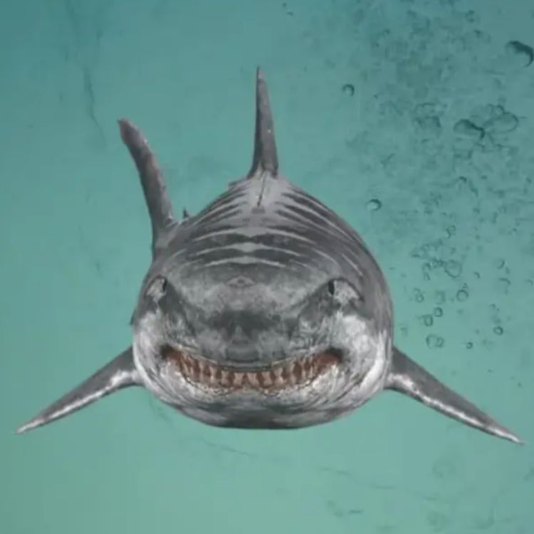 cover art for Jurassic Shark 2: Aquapocalypse (2021)