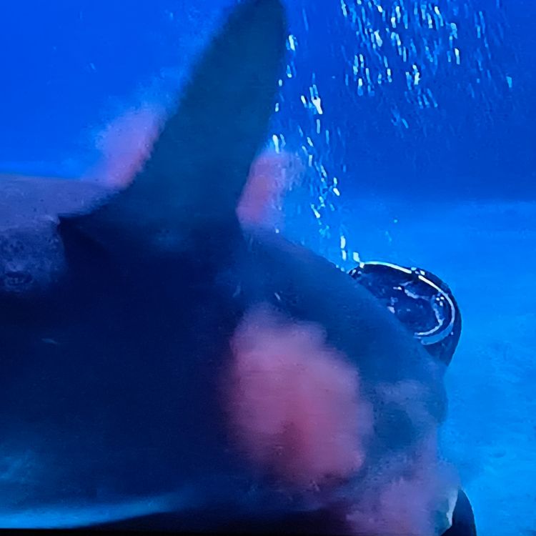 cover art for Shark! (1969)