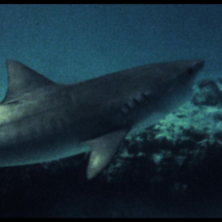 cover art for Mako The Jaws of Death (1976)