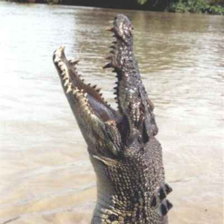 cover art for Terrifying Crocodile Attacks - The Stories of Cindy Waldron (2016) and Paul McClean (2017)