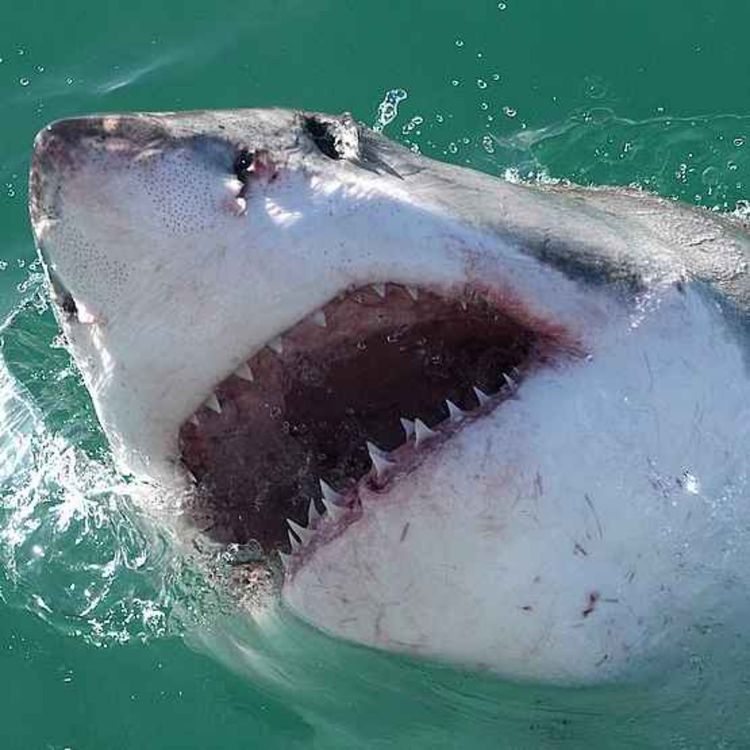 cover art for Terrifying Shark Attacks - The Stories of Omar Conger (1984) and Shirley Ann Durdin (1985)