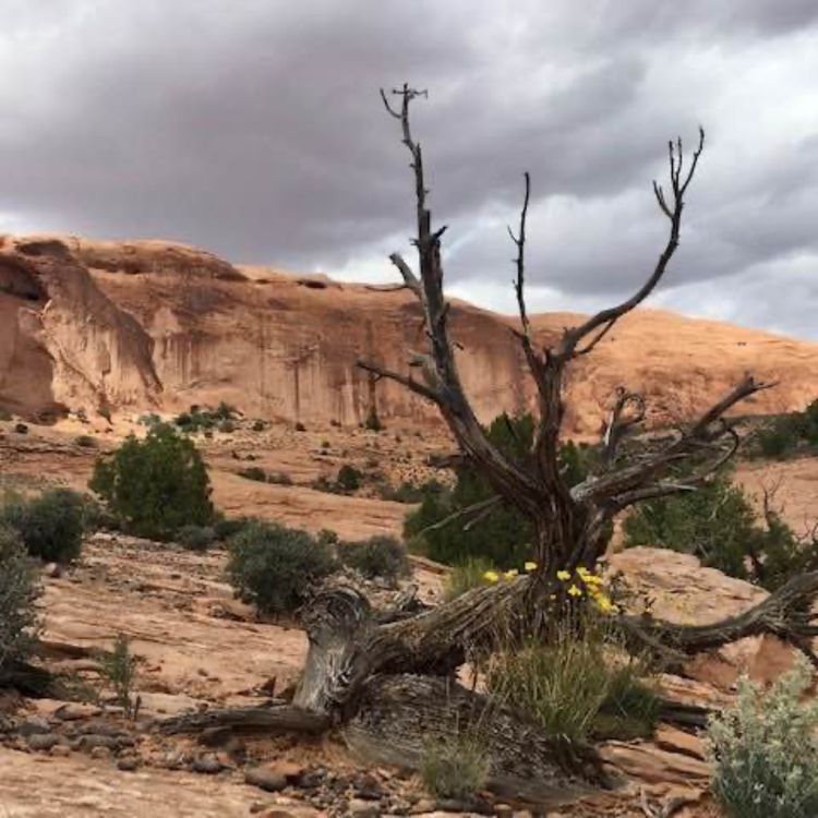 cover art for Into the wilderness for a transformational encounter with Jehovah God Hosea 2:14-23 Part 4