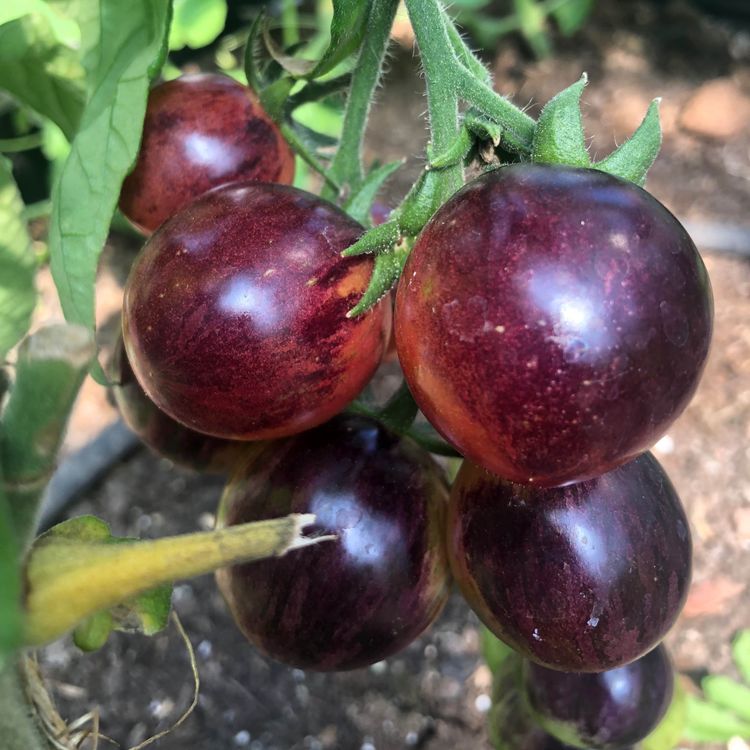 cover art for Ephemerals and Choosing Tomatoes Types