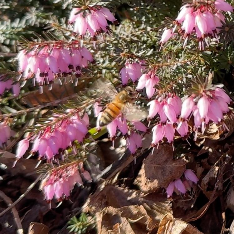 cover art for Early Bees, Eating Invasive Plants, and Grow Room