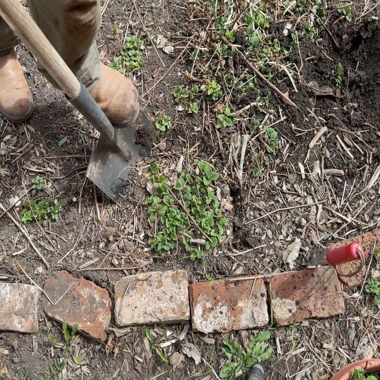 cover art for Moving Perennial Plants, Shrubs and Trees in Spring