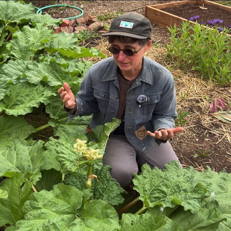 cover art for Adjusting to Summer: Bolting, hardening off, & weeds