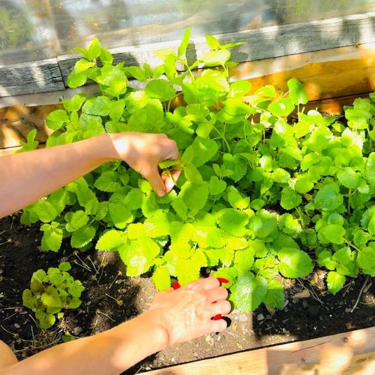 cover art for Herb Gardening - planting, harvesting, and iced tea