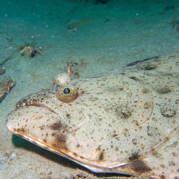 cover art for Facts: The California Halibut
