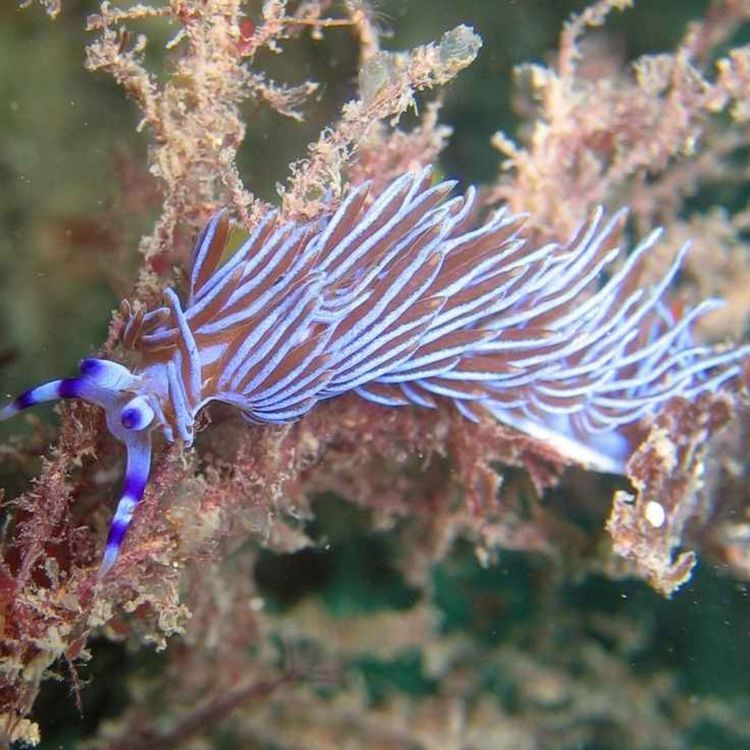 cover art for Facts: The Blue Dragon Nudibranch