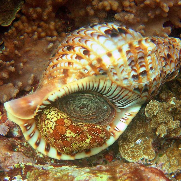 cover art for Facts: The Giant Triton (Triton's Trumpet)