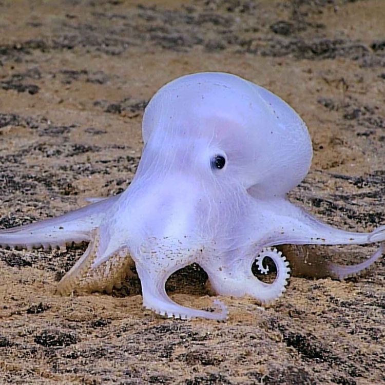 cover art for Facts: The Casper Octopus