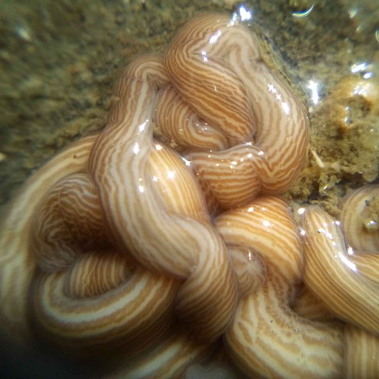 cover art for Facts: Ribbon Worms (Nemertea)