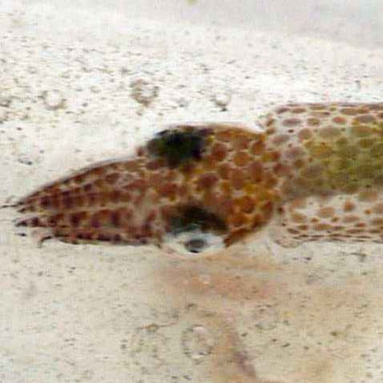 cover art for Facts: The Northern Pygmy Squid