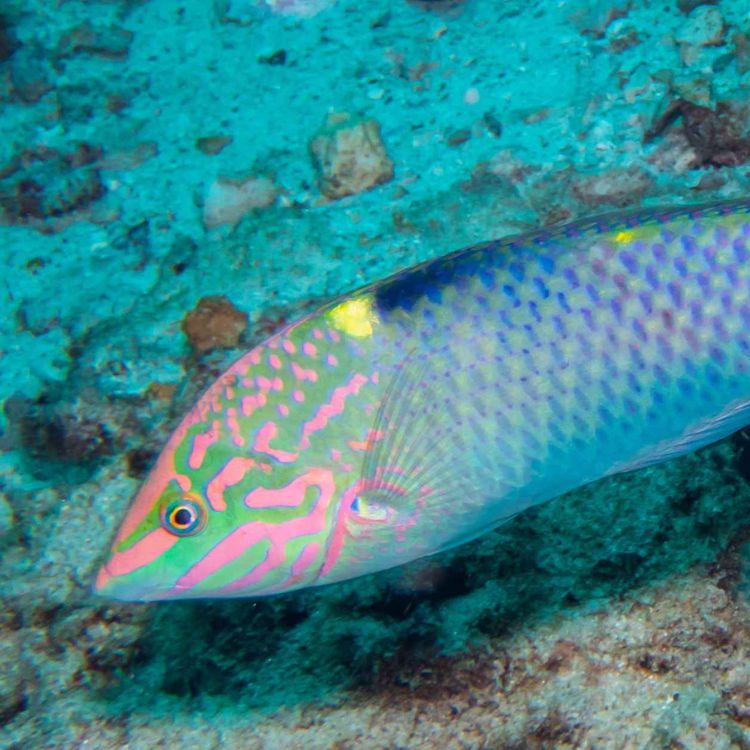 cover art for Facts: The Checkerboard Wrasse