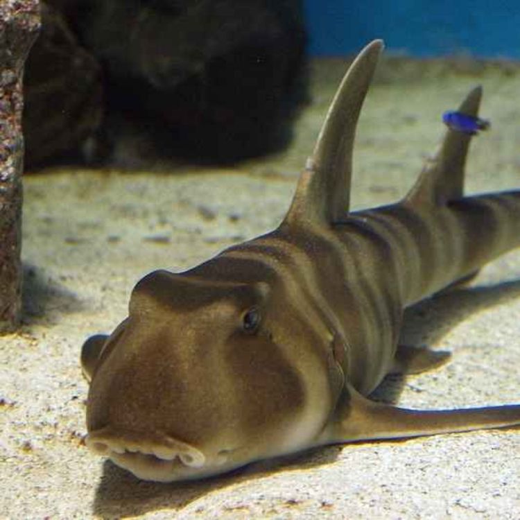 cover art for Facts: The Japanese Bullhead Shark