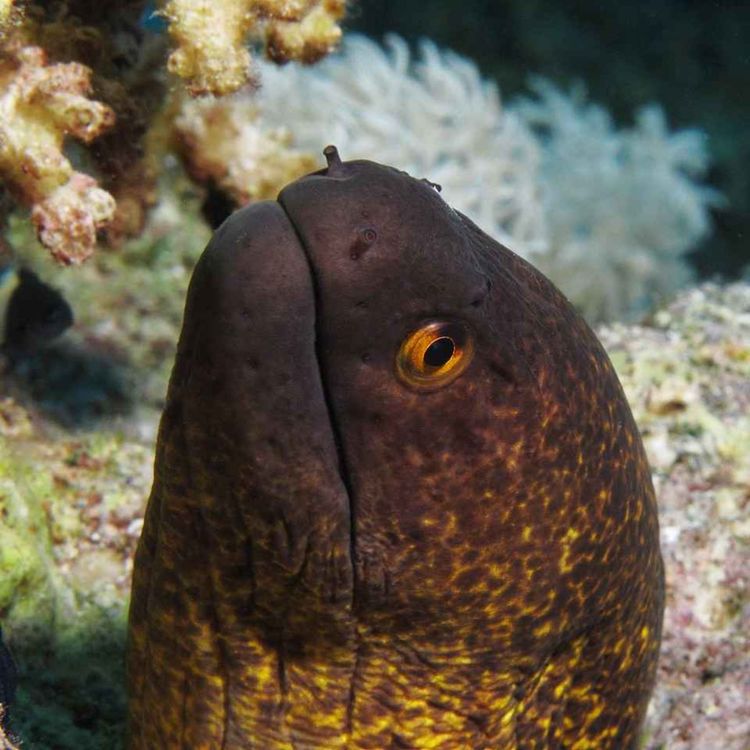 cover art for Facts: The Yellow-Edged Moray Eel