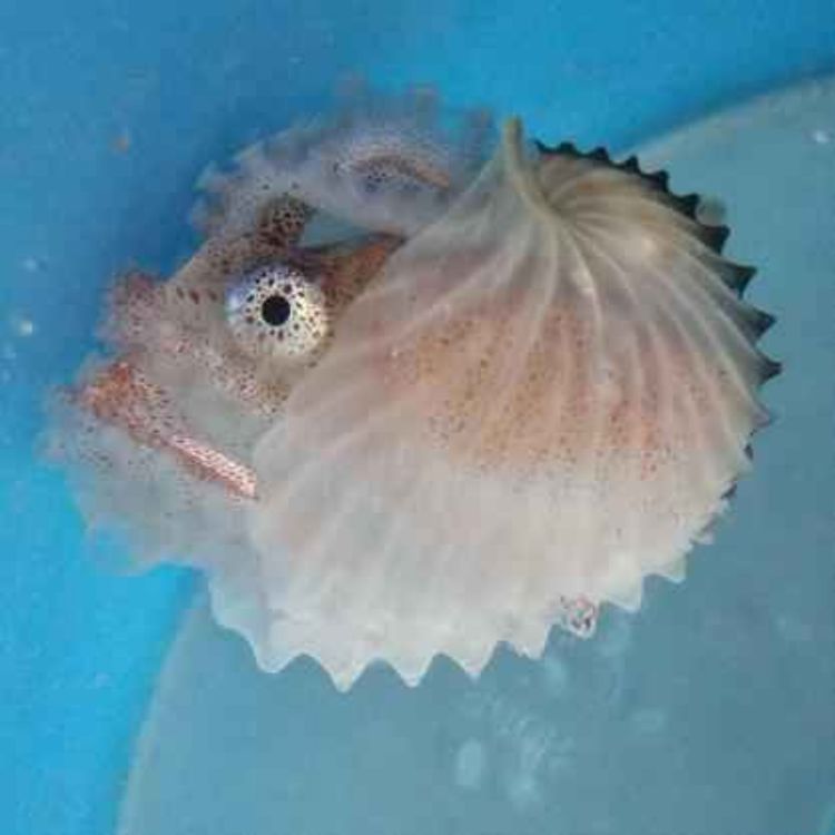 cover art for Facts: The Argonaut (Paper Nautilus)