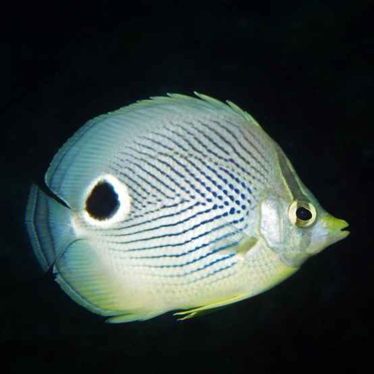 cover art for Facts: The Foureye Butterflyfish