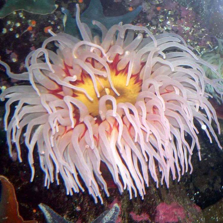 cover art for Facts: The Fish-Eating Anemone