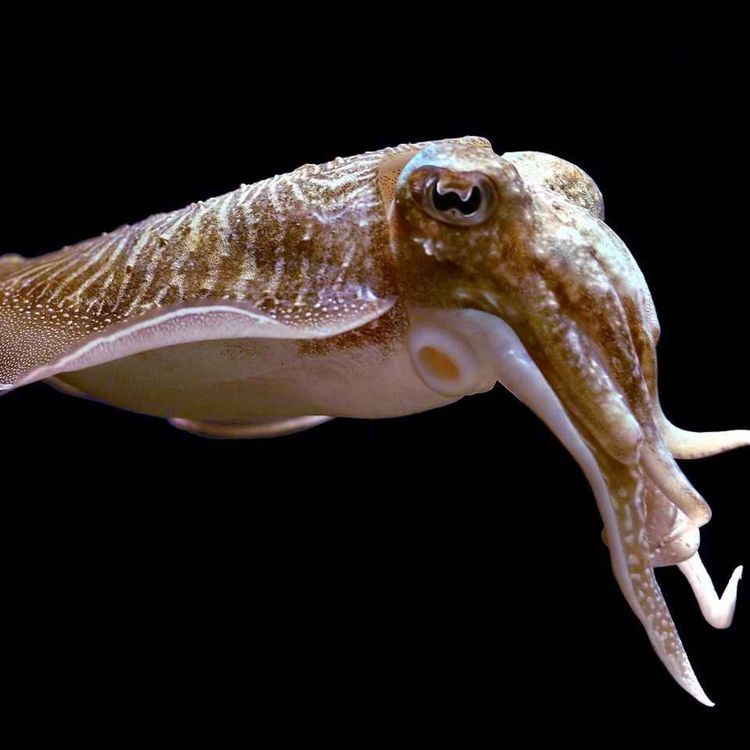 cover art for Facts: The Common Cuttlefish