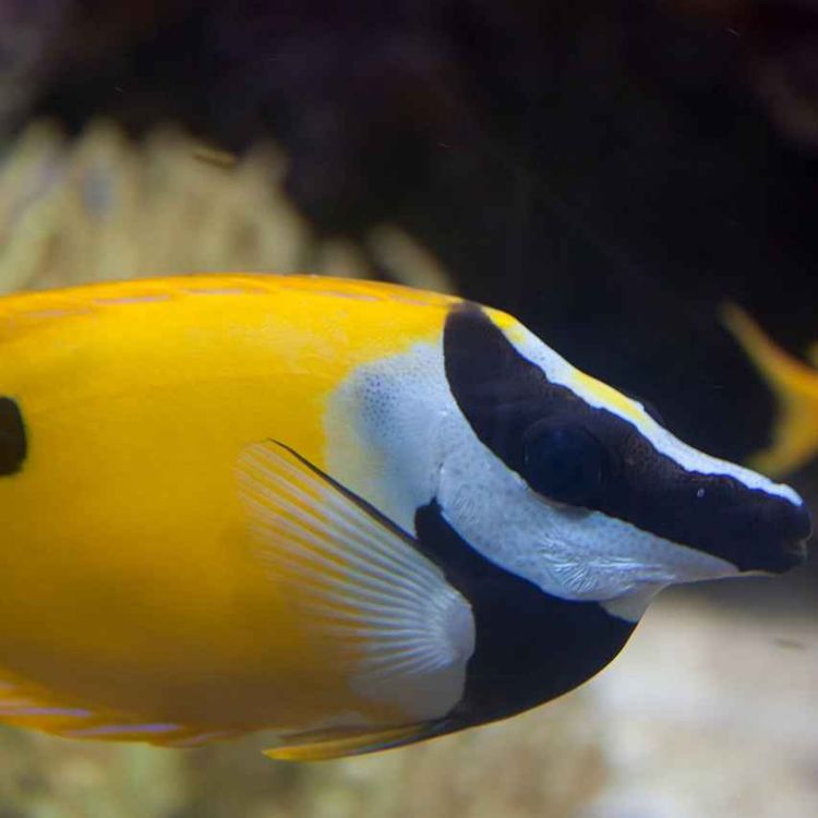 cover art for Facts: The Blotched Foxface Rabbitfish