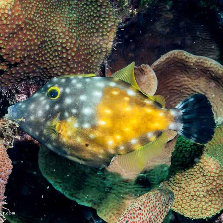 cover art for Facts: The Whitespotted Filefish