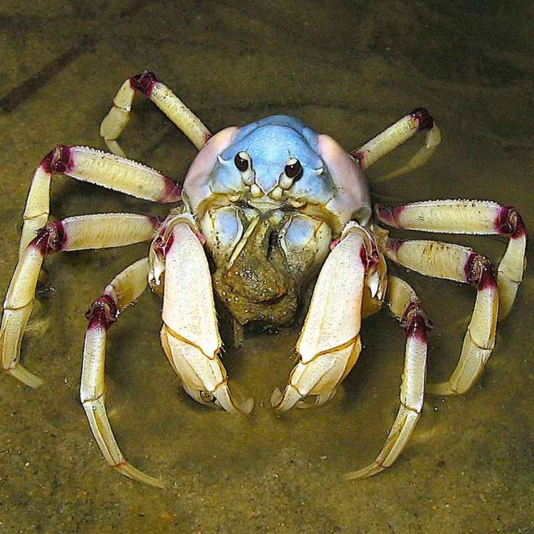 cover art for Facts: The Light Blue Soldier Crab