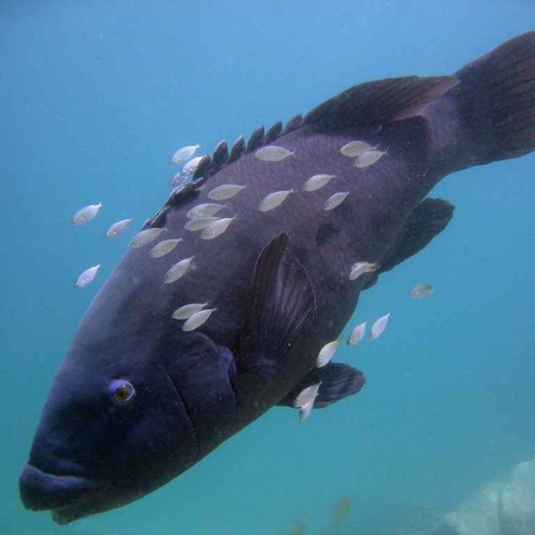 cover art for Facts: The Eastern Blue Groper