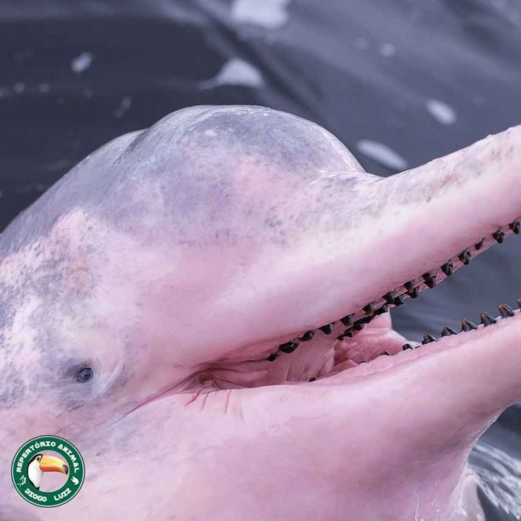 cover art for Facts: The Pink River Dolphin (Amazon River Dolphin)