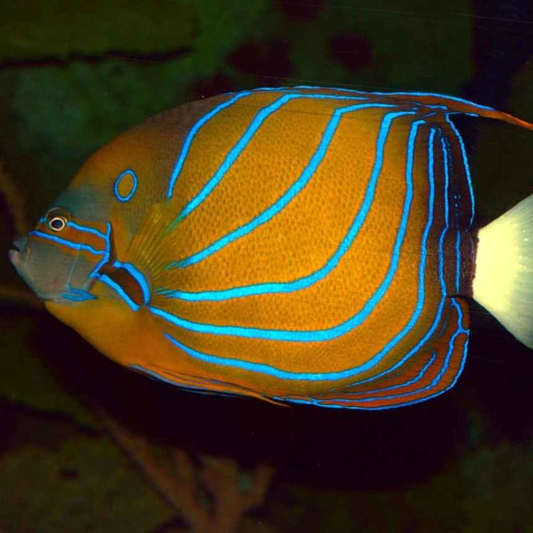cover art for Facts: The Blue Ring Angelfish (Annularis Angelfish)