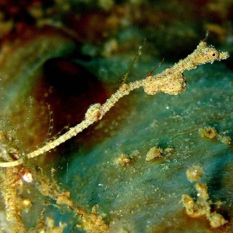 cover art for Facts: The Thread Pipefish