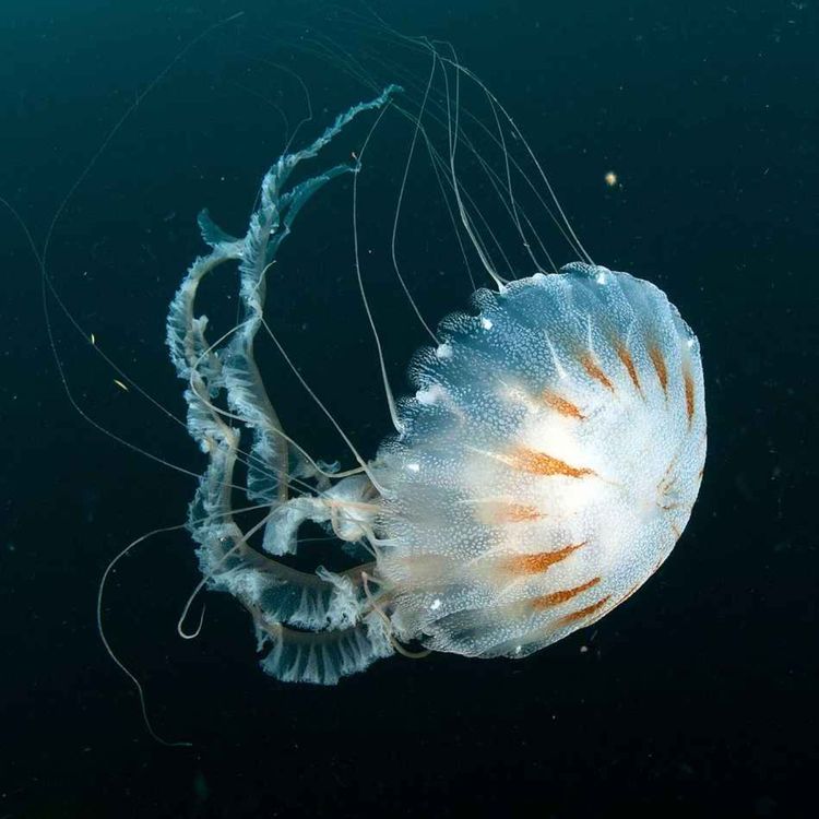 cover art for Facts: Atlantic Sea Nettles and Bay Nettles