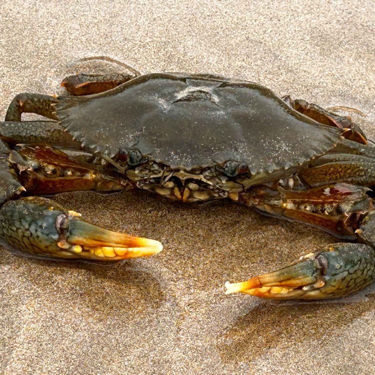 cover art for Facts: Giant Mud Crabs