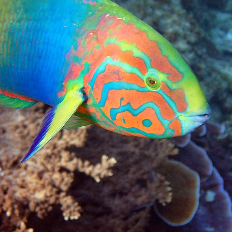 cover art for Facts: The Sunset Wrasse (Yellow-Brown Wrasse)