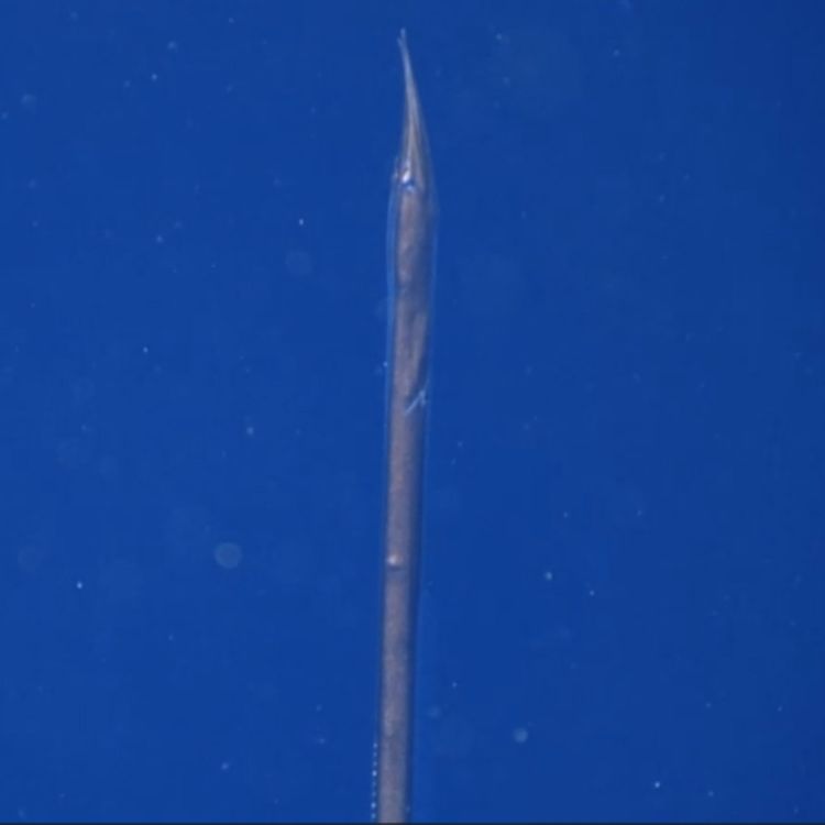 cover art for Facts: Sawtooth Eels