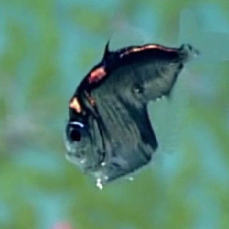 cover art for Facts: The Deep Sea Hatchetfish